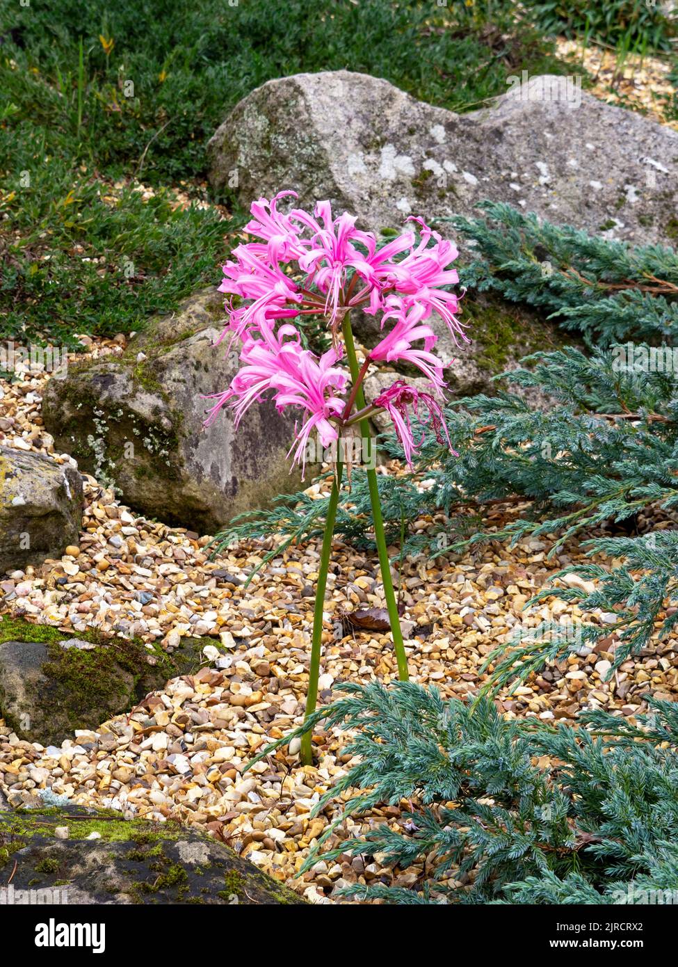 Guernsey lily Nerine bowdenii flowering in a rock garden Stock Photo
