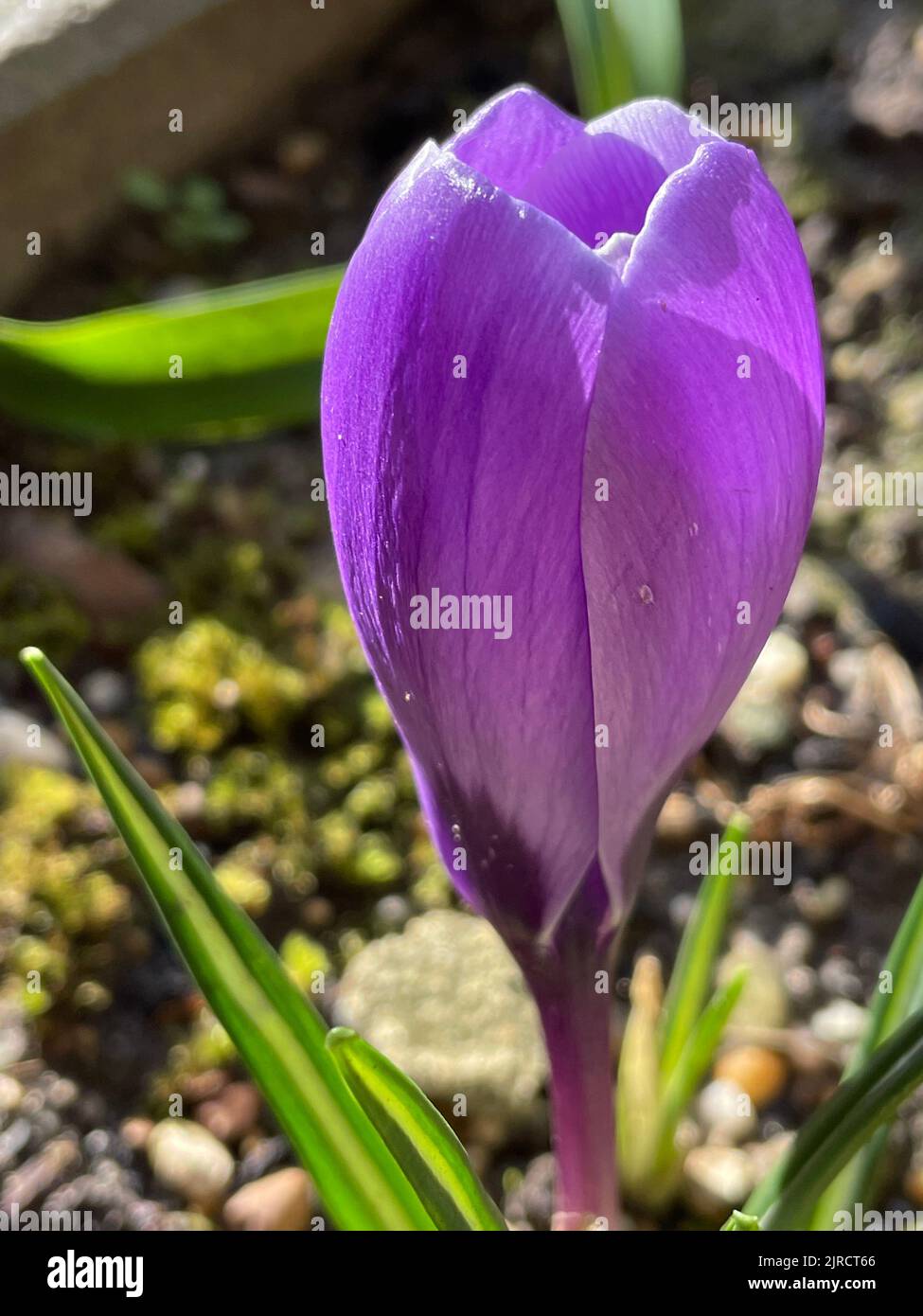 A beautiful purple flower on blurred background Stock Photo - Alamy