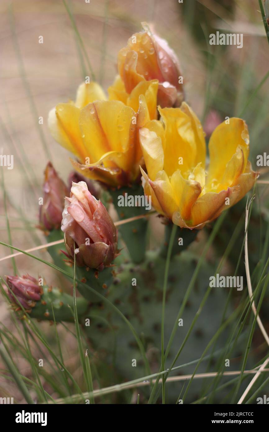 Western prickly pear cactus in bloom Stock Photo