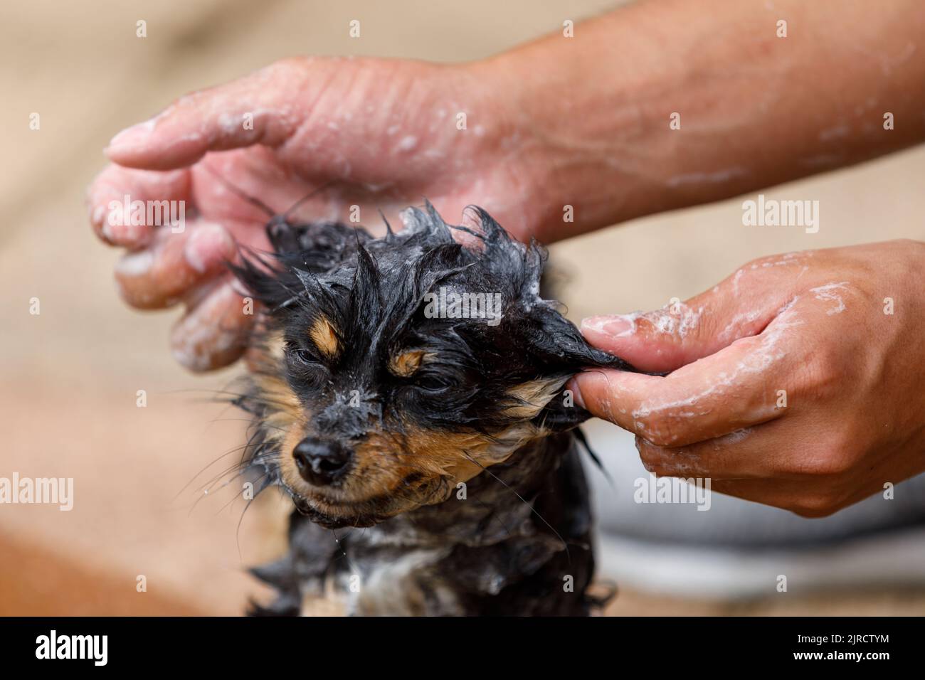 Do I need to clean my dog's ears? - Vet Help Direct