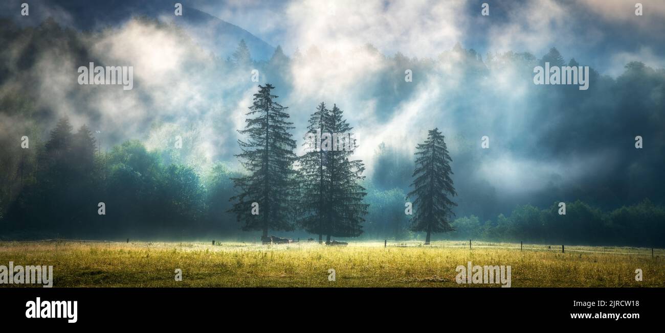 Three trees in low clouds at amazing sunrise in Slovenia Stock Photo