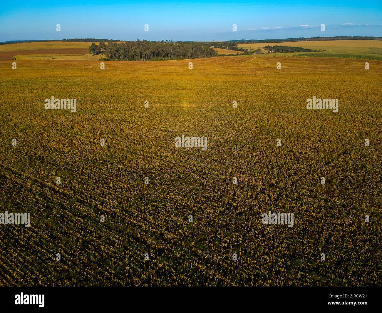 Aerial view of Mature sorghum fiel in Brazil Stock Photo