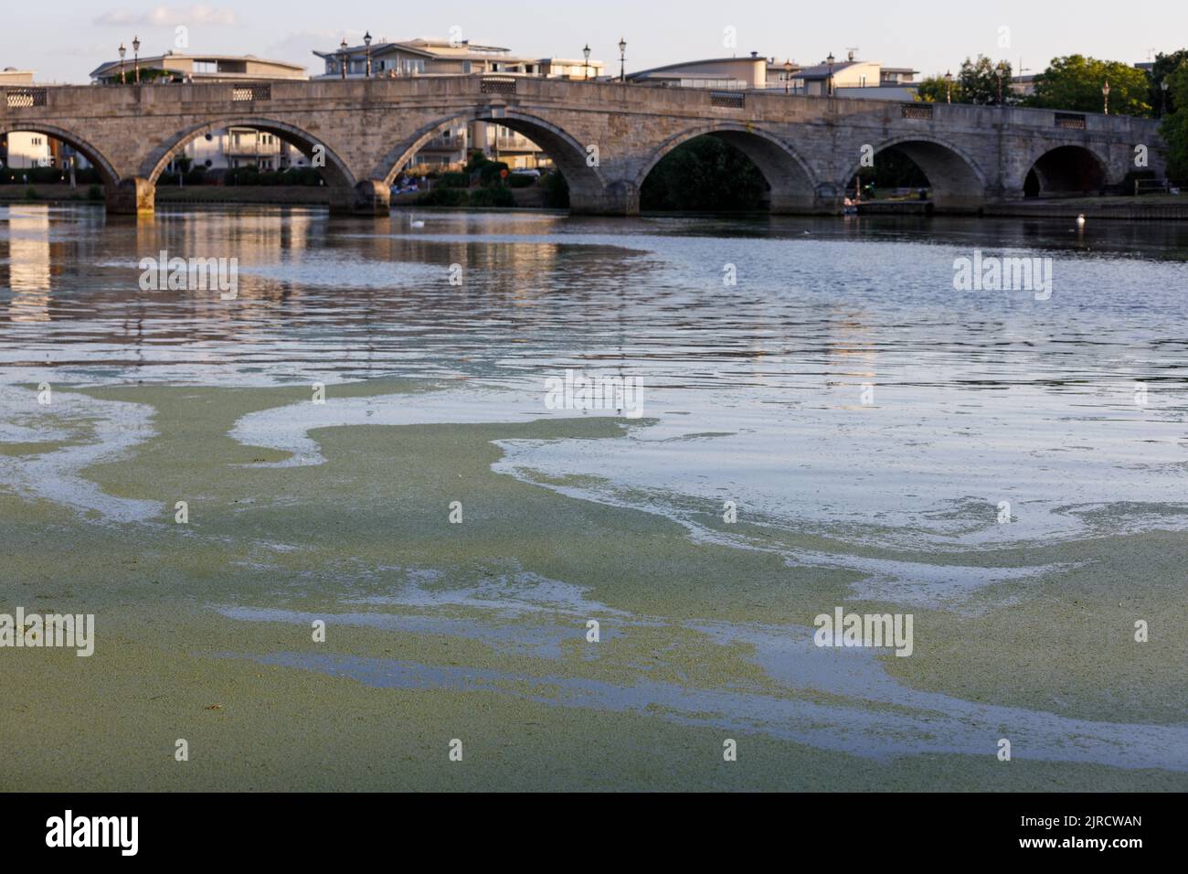 Duckweed on the River Thames and Chertsey Bridge in the background during the summer heatwave and drought Stock Photo