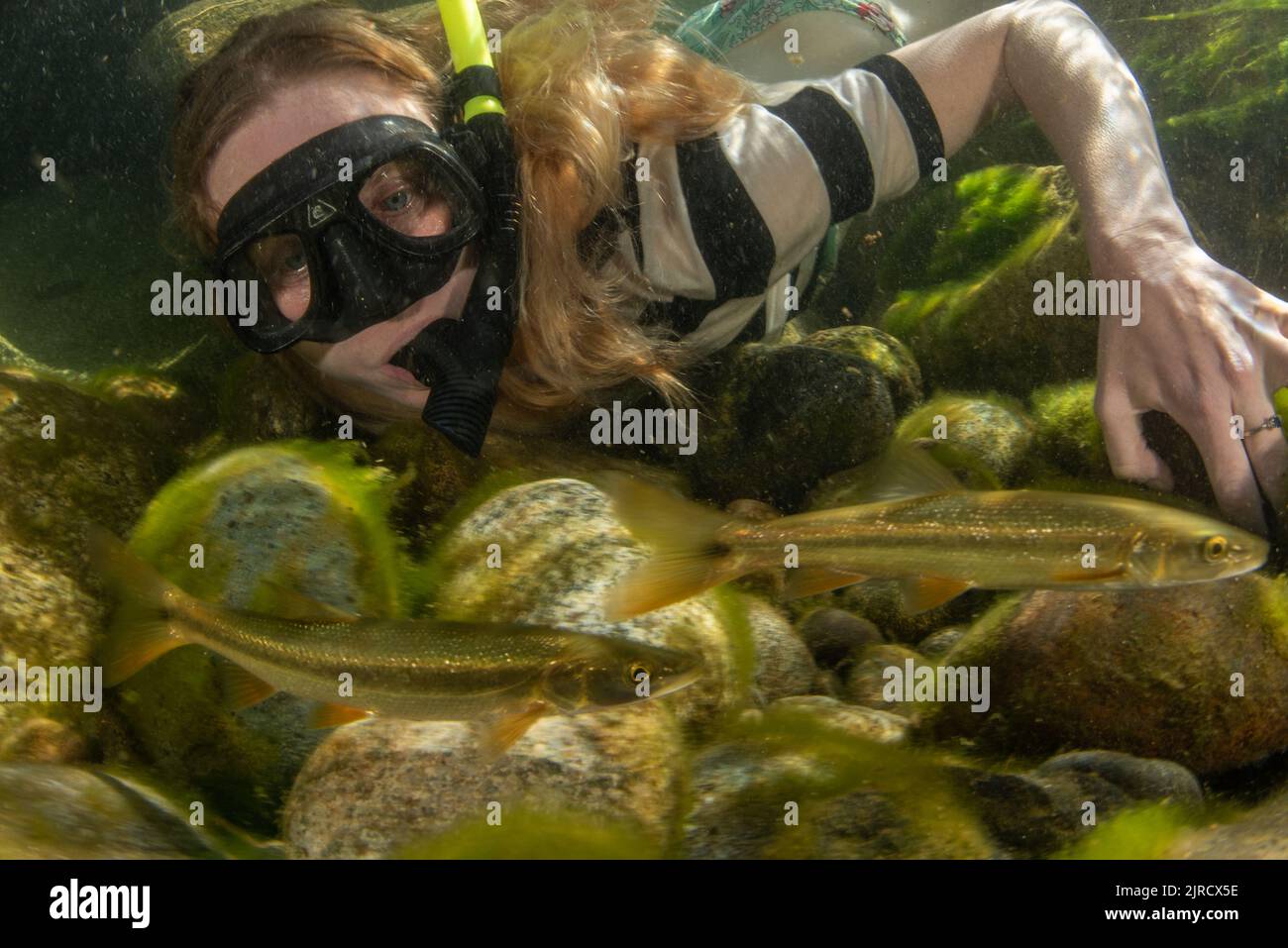 A female snorkeler in a river looking at fish, Sacramento pikeminnow (Ptychocheilus grandis), in a clean river in California, USA. Stock Photo