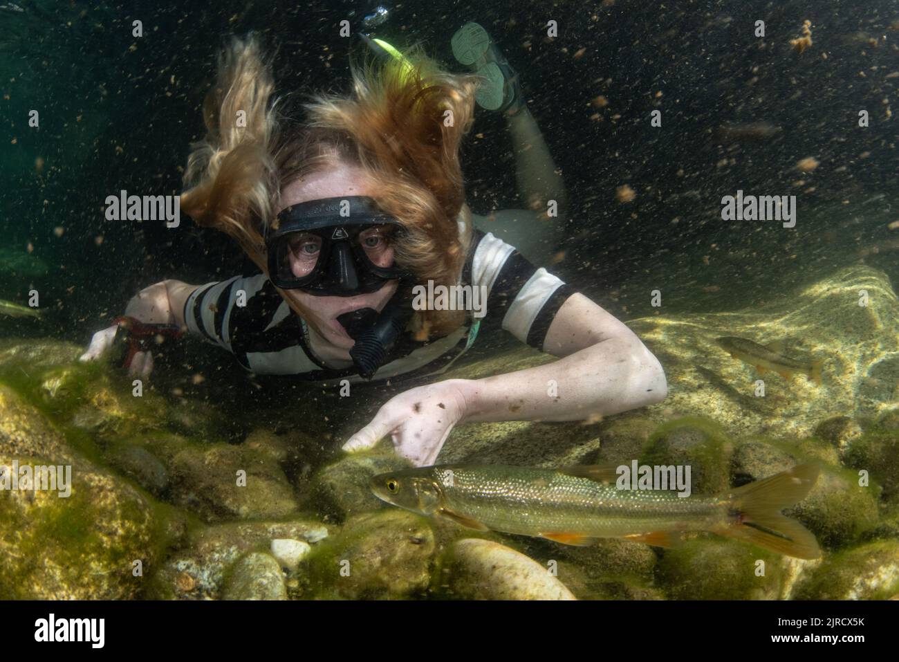 A female snorkeler in a river looking at fish, Sacramento pikeminnow (Ptychocheilus grandis), in a clean river in California, USA. Stock Photo