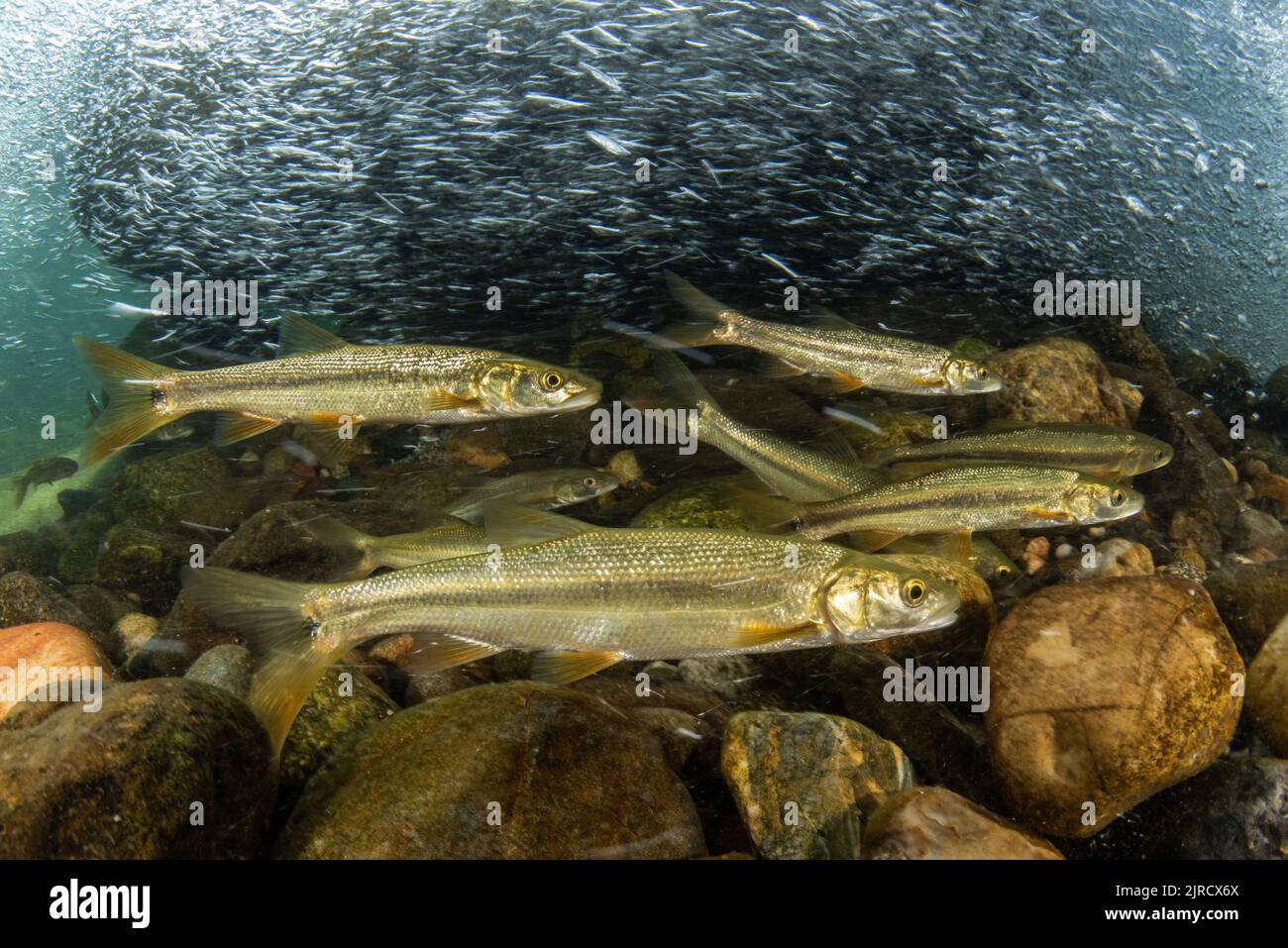 Sacramento pikeminnow (Ptychocheilus grandis), a freshwater fish from a river in the Sierra Nevada mountains of California, USA. Stock Photo