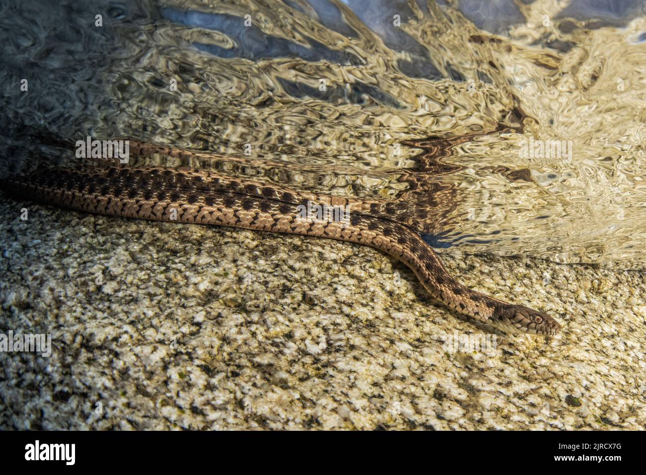 A Sierra gartersnake (Thamnophis couchii), a snake in the pristine water of a mountain river in the Sierra Nevada mountains of California. Stock Photo