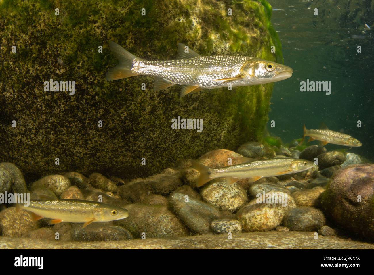 Sacramento pikeminnow (Ptychocheilus grandis) underwater in a clean freshwater river in the Sierra Nevada mountains of California, USA. Stock Photo