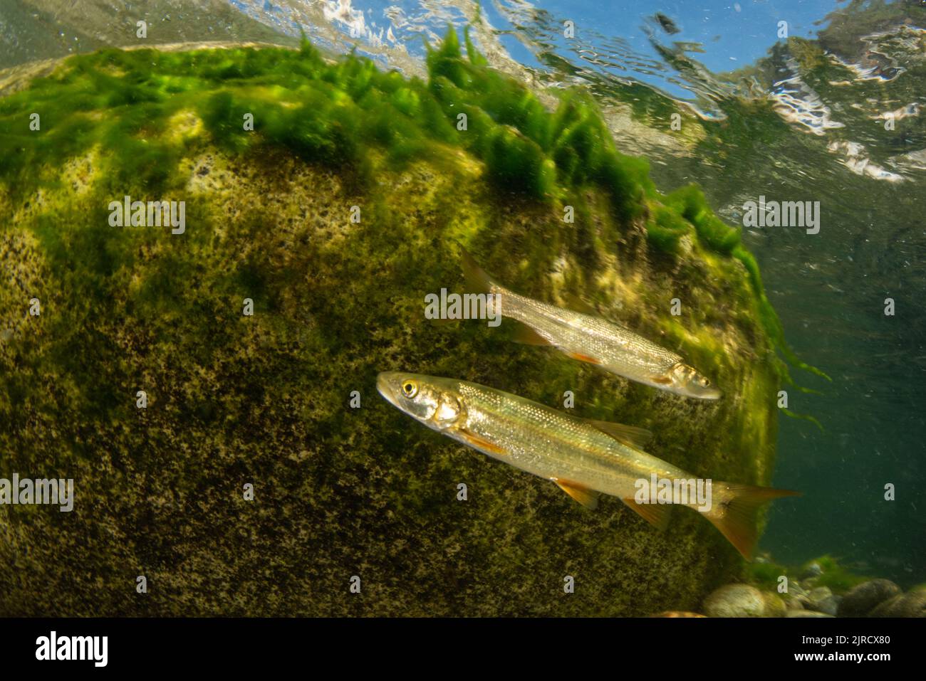 Sacramento pikeminnow (Ptychocheilus grandis) underwater in a clean freshwater river in the Sierra Nevada mountains of California, USA. Stock Photo