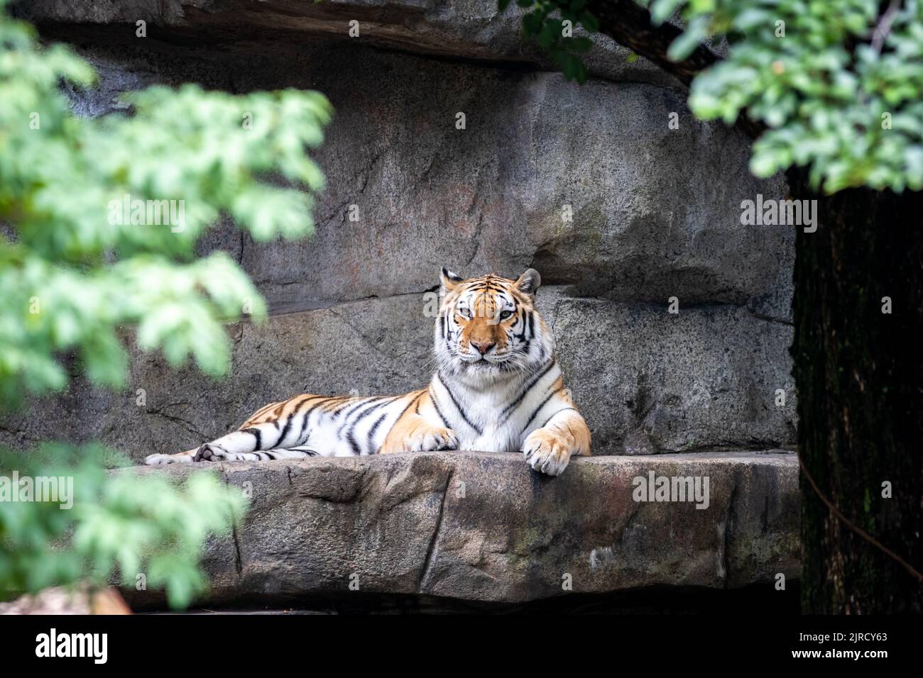 Tiger zoo exhibit hi-res stock photography and images - Alamy