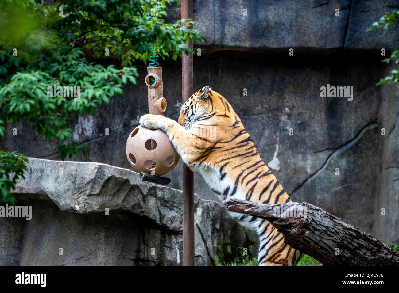Zoo Enrichment Hi res Stock Photography And Images Alamy