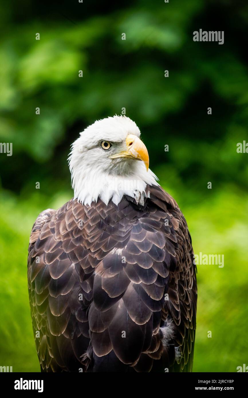 Majestic bald eagle perched in front of green trees in the summer sun. Stock Photo