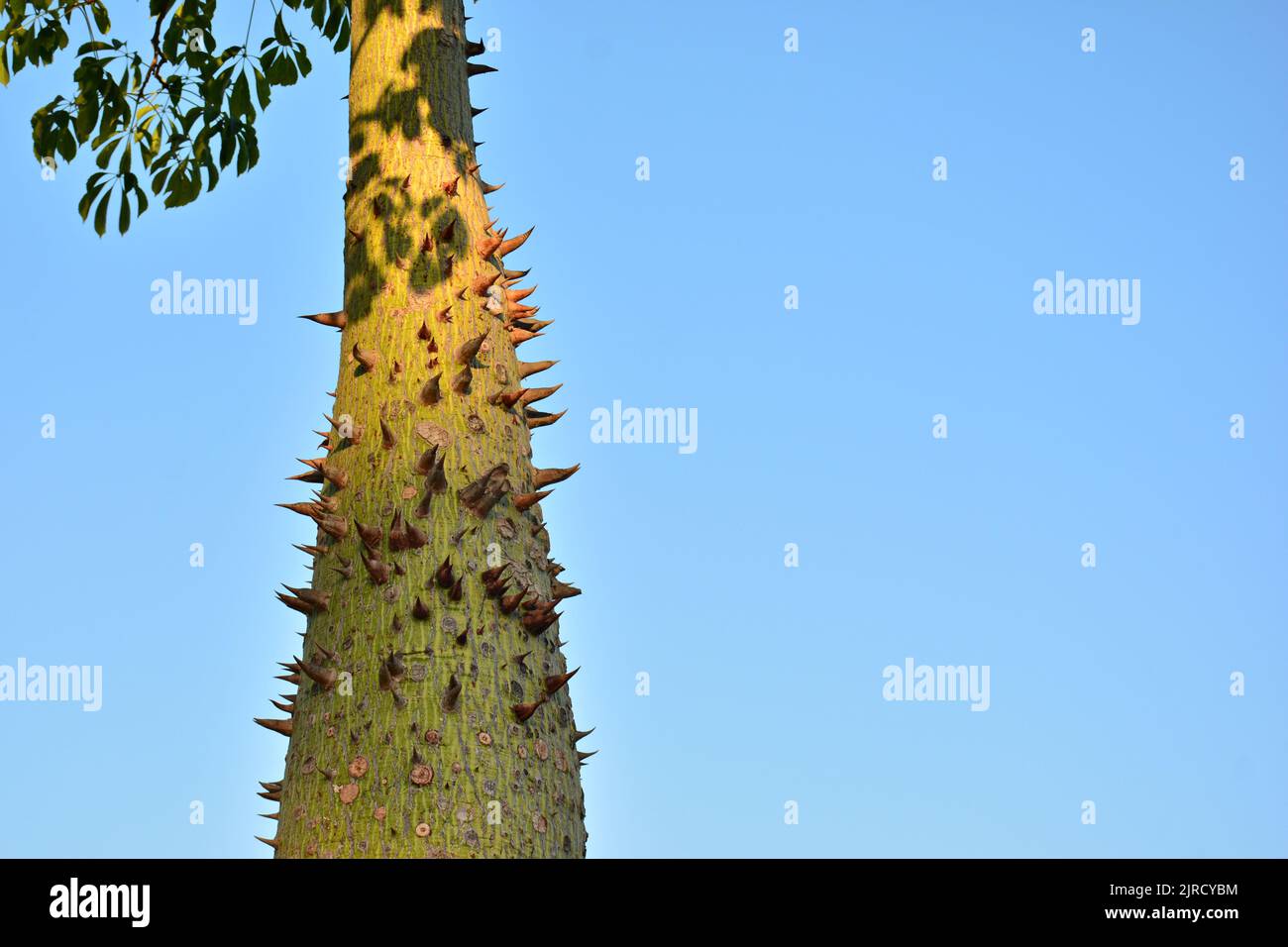 Detalle del tronco del árbol Ceiba Speciosa o Chorisia Speciosa, también conocida como la seda Floss Tree Stock Photo