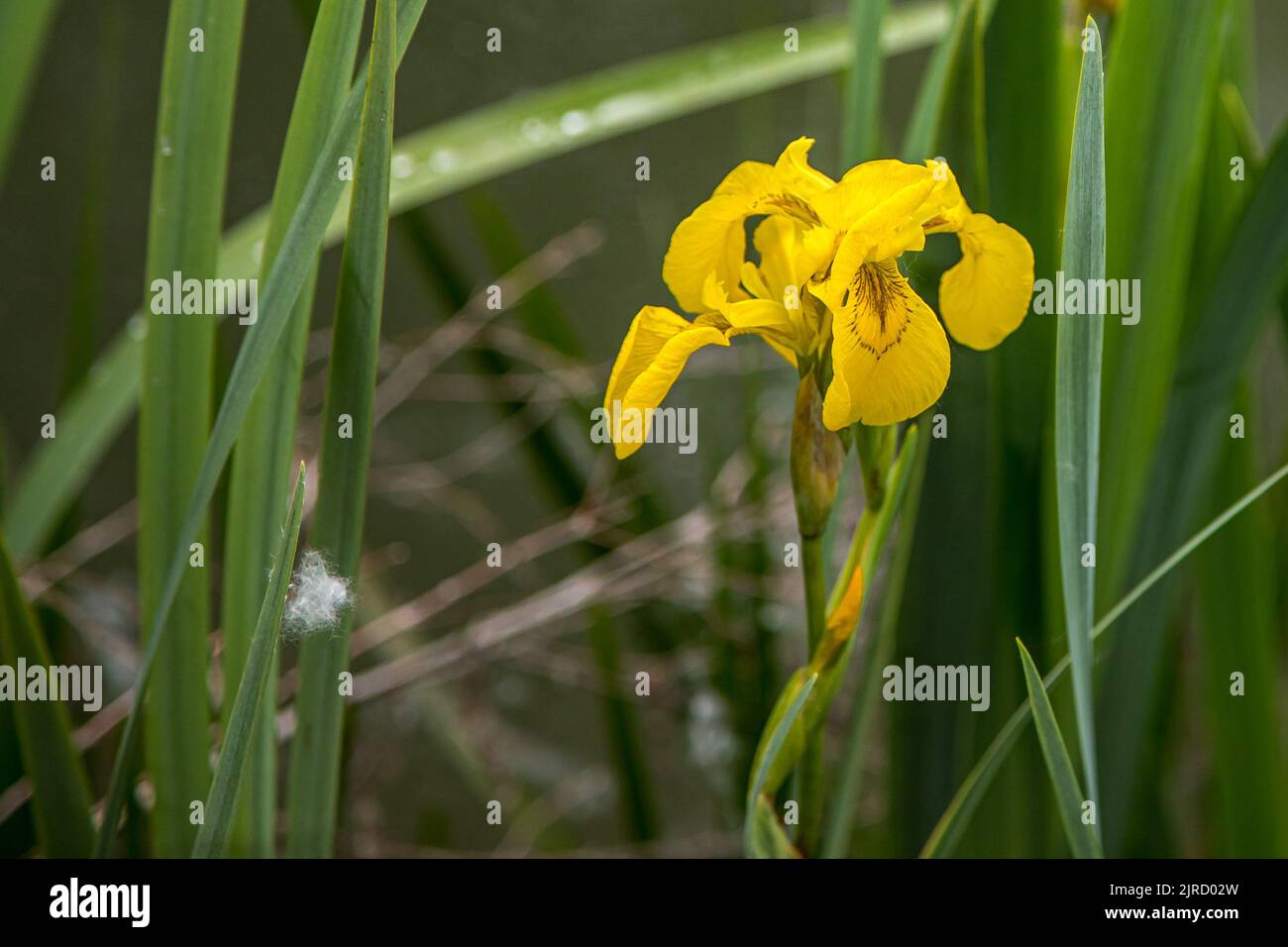 Ornamental flag iris hi-res stock photography and images - Alamy