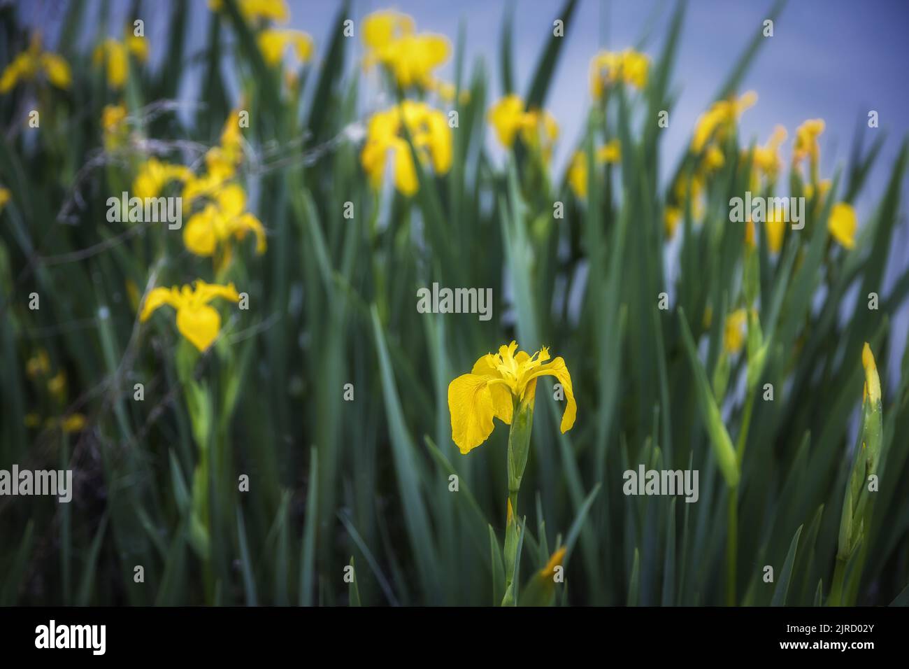 Yellow Iris, Iris pseudacorus or yellow flag iris, Stock Photo