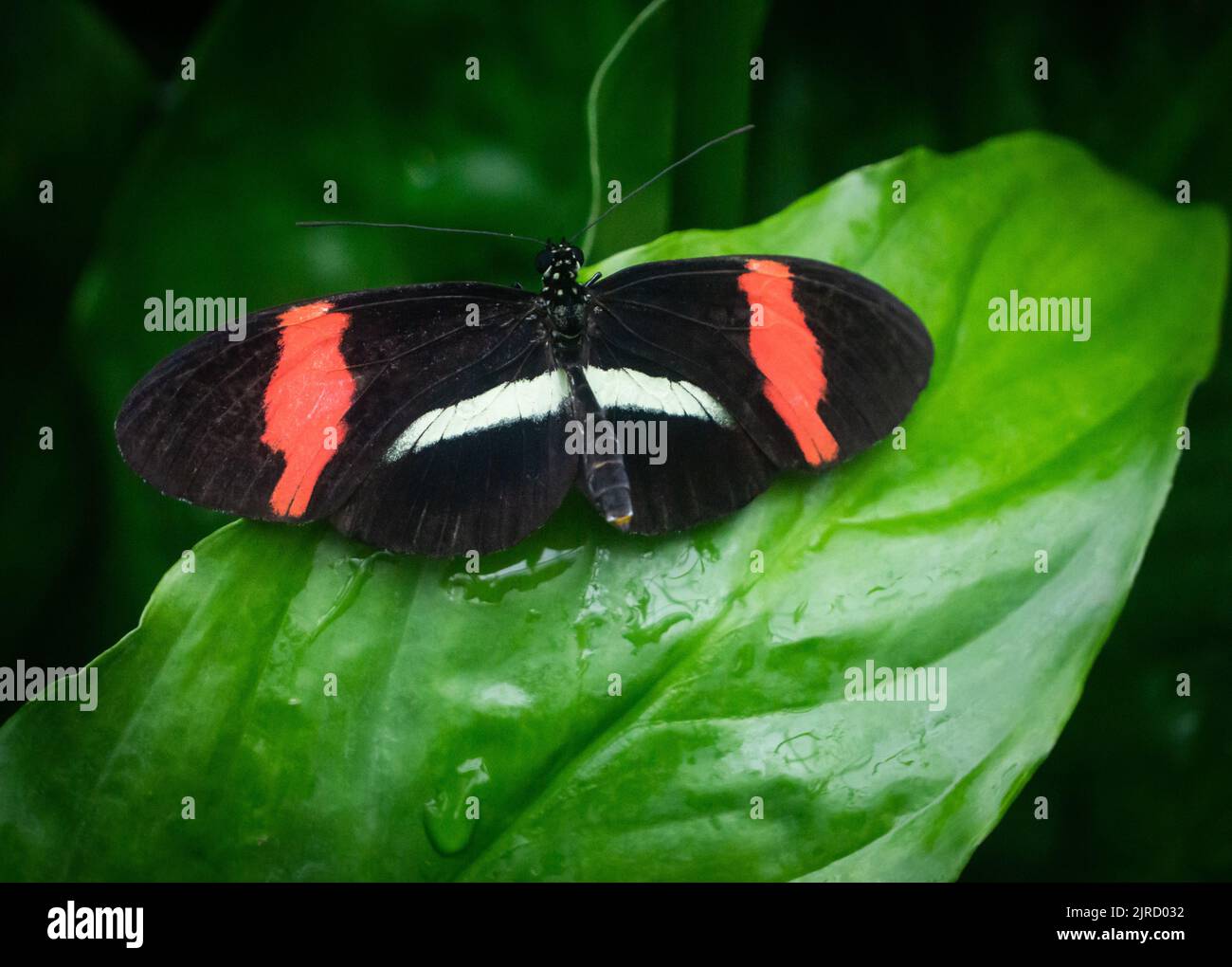 Postman Butterfly Calgary Zoo Alberta Stock Photo Alamy