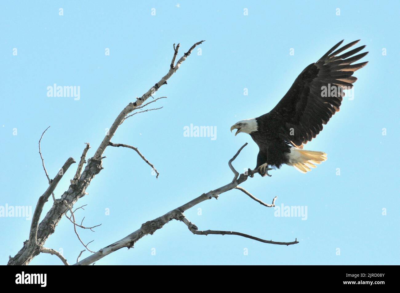 Bald eagle landing on tree Stock Photo Alamy