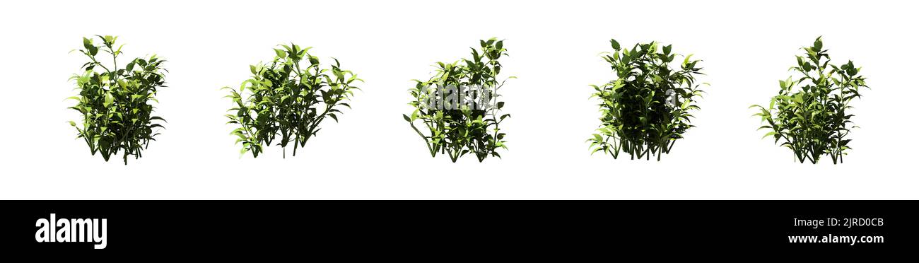 Set of grass bushes isolated on white. Stinging nettle. Urtica dioica. 3D illustration Stock Photo
