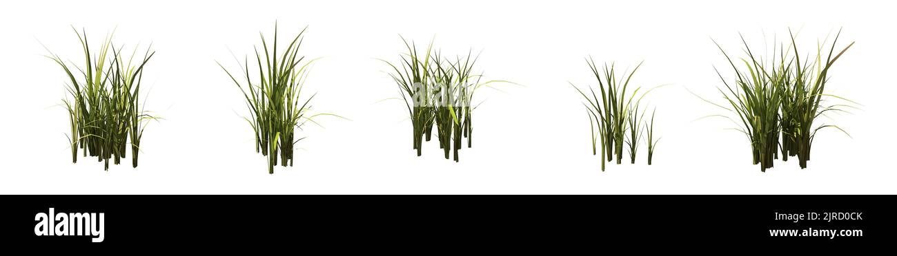 Set of grass bushes isolated on white. Nutsedge or Nutgrass. Cyperus. 3D illustration Stock Photo