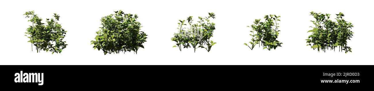 Set of grass bushes isolated on white. Chickweed. Stellaria media. 3D illustration Stock Photo