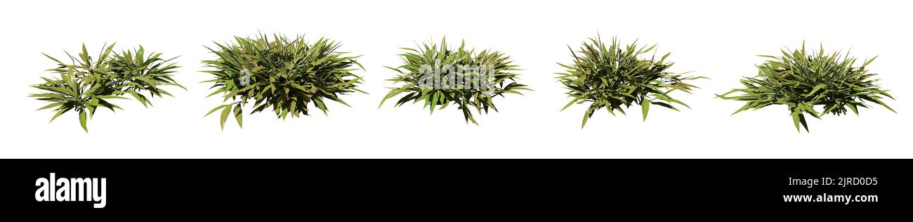 Set of grass bushes isolated on white. Crabgrass or finger-grass. Digitaria.  3D illustration Stock Photo