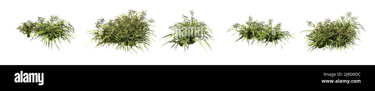 Set of grass bushes isolated on white. Dallisgrass. Paspalum dilatatum. 3D illustration Stock Photo