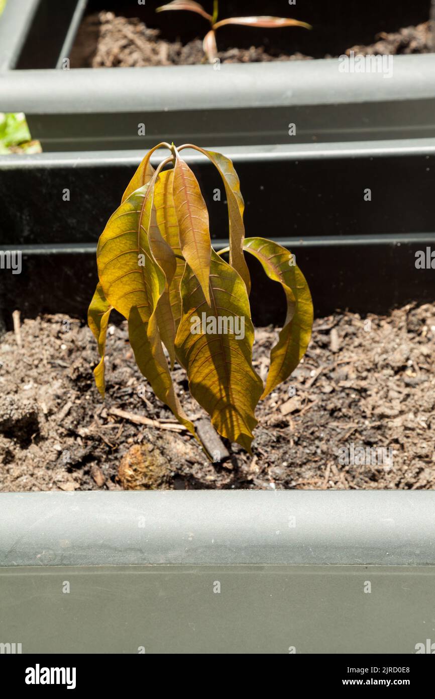 Mango tree seedling sprouts in organic dirt in a garden in Miami