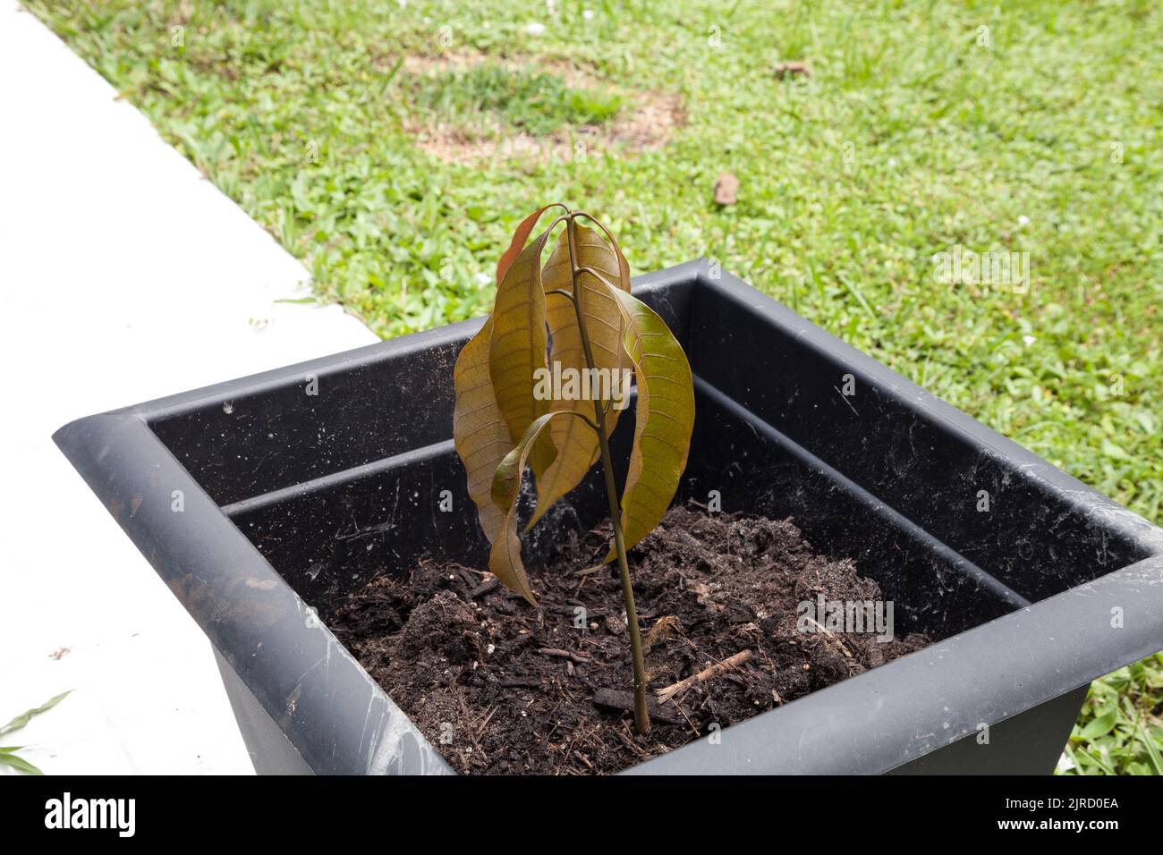 Mango tree seedling sprouts in organic dirt in a garden in Miami