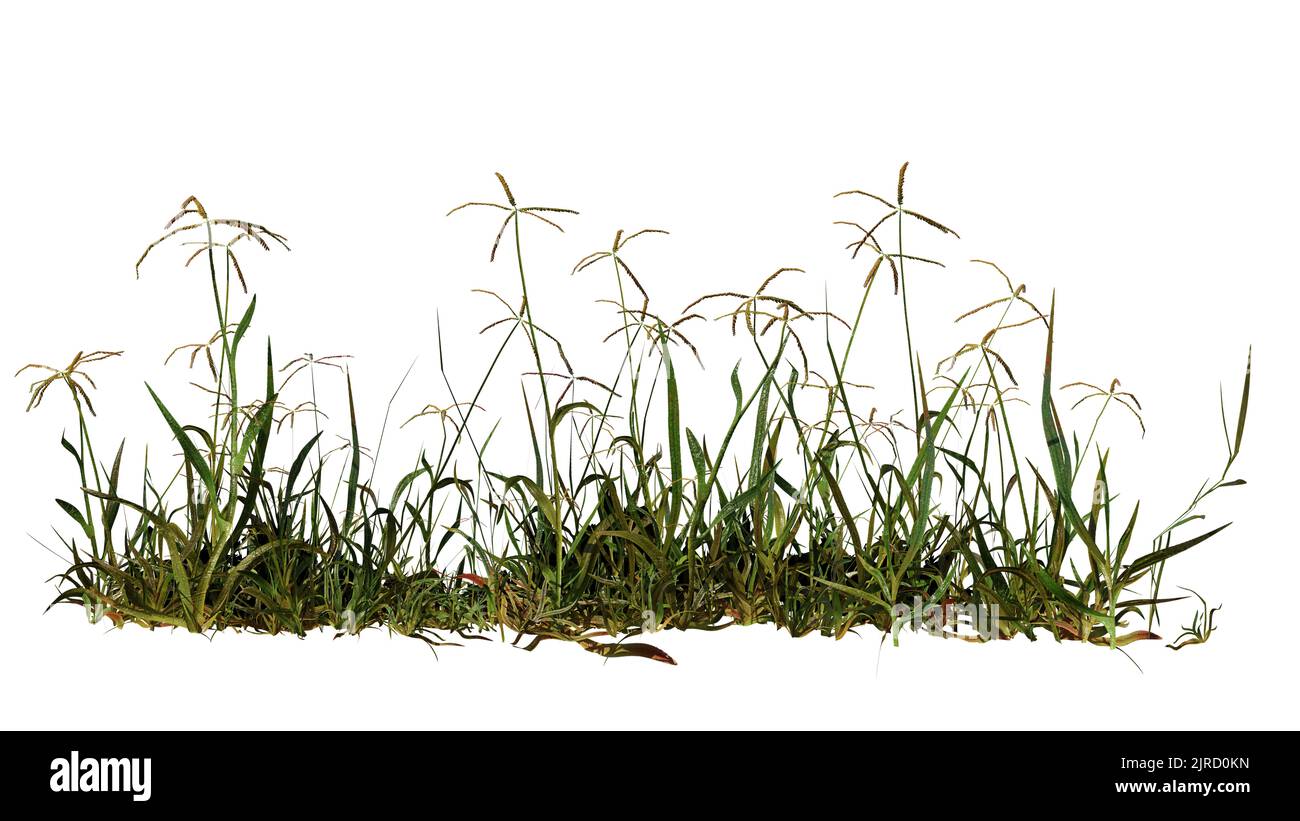 bahiagrass, Paspalum notatum isolated on white background Stock Photo