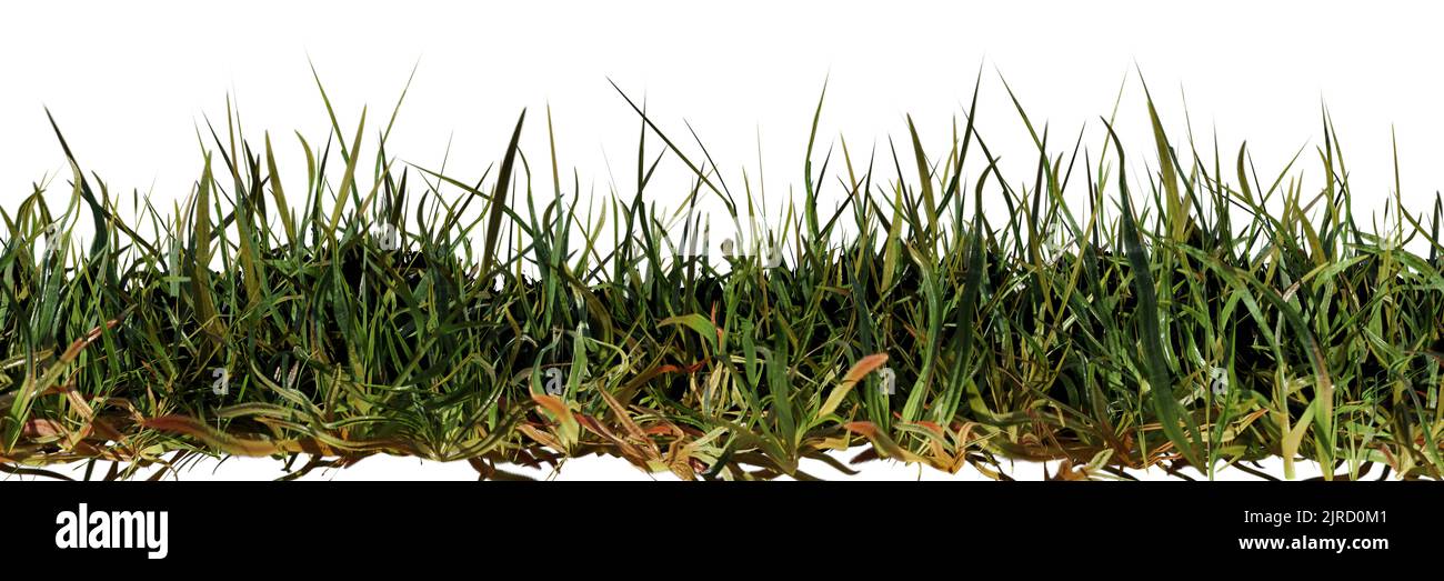 green grass isolated on white background, banner format (3d nature render) Stock Photo