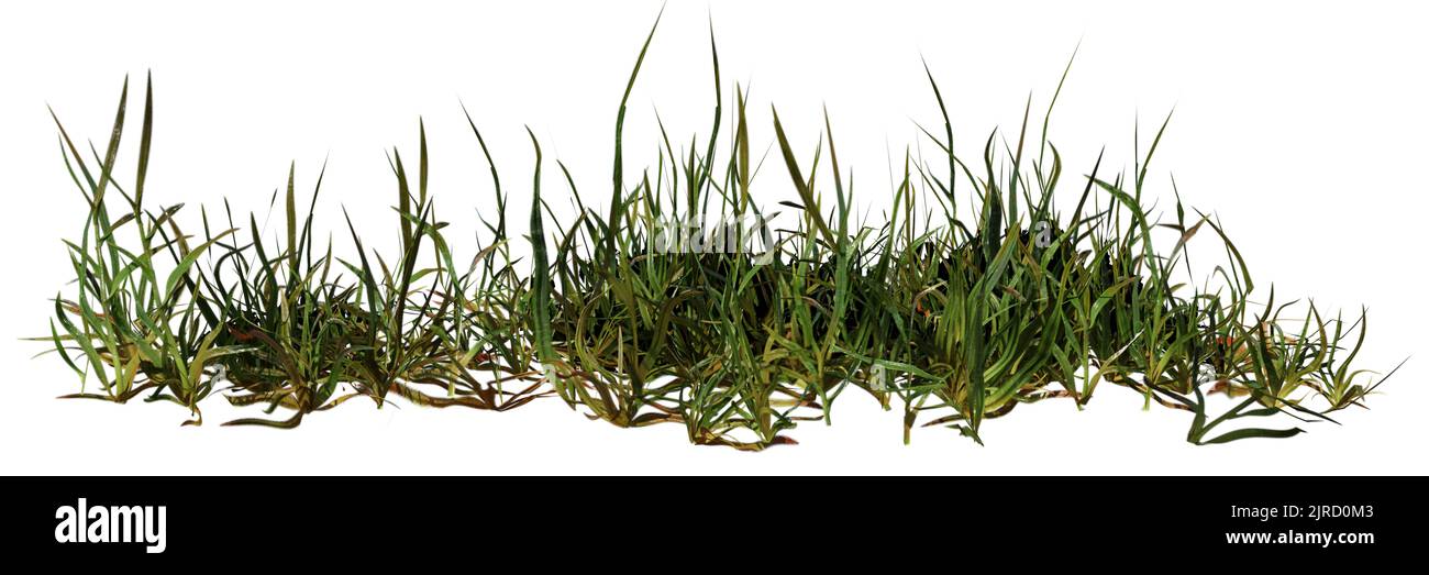 green grass isolated on white background, banner format ( Stock Photo