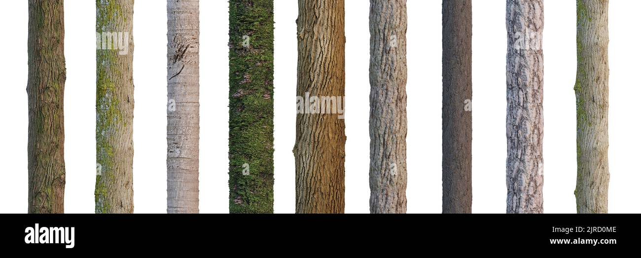 tree trunks isolated on white background Stock Photo