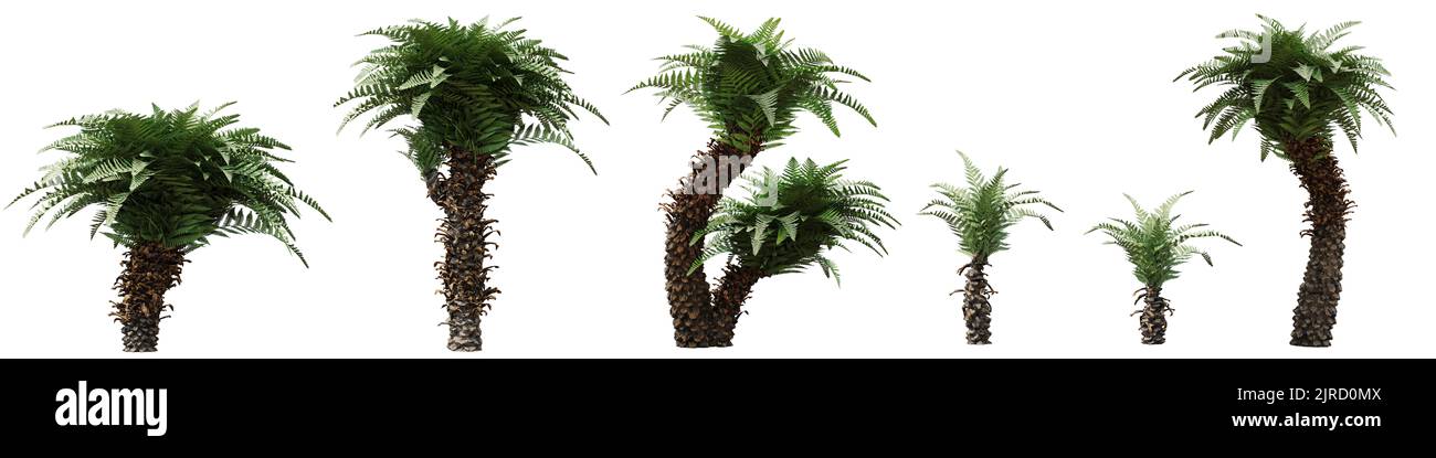 tree fern, exotic tropical plant, set isolated on white background Stock Photo