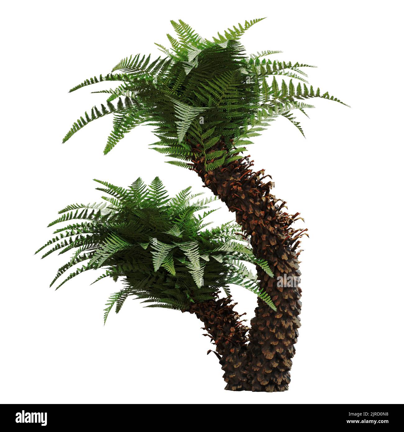 tree fern, exotic tropical plant isolated on white background Stock Photo