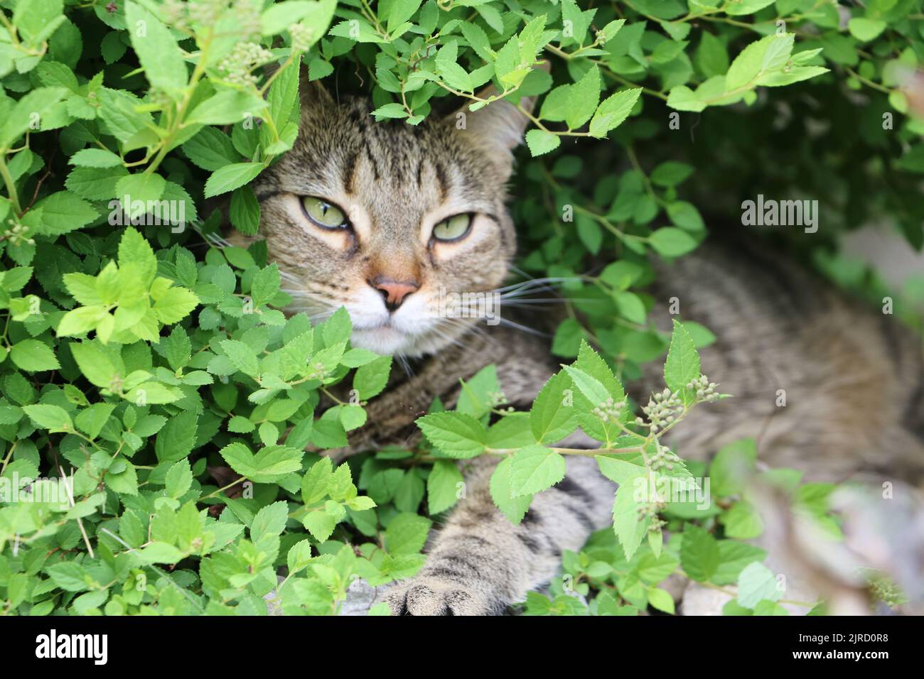 Brown and black tabby cat playing in a garden Stock Photo - Alamy