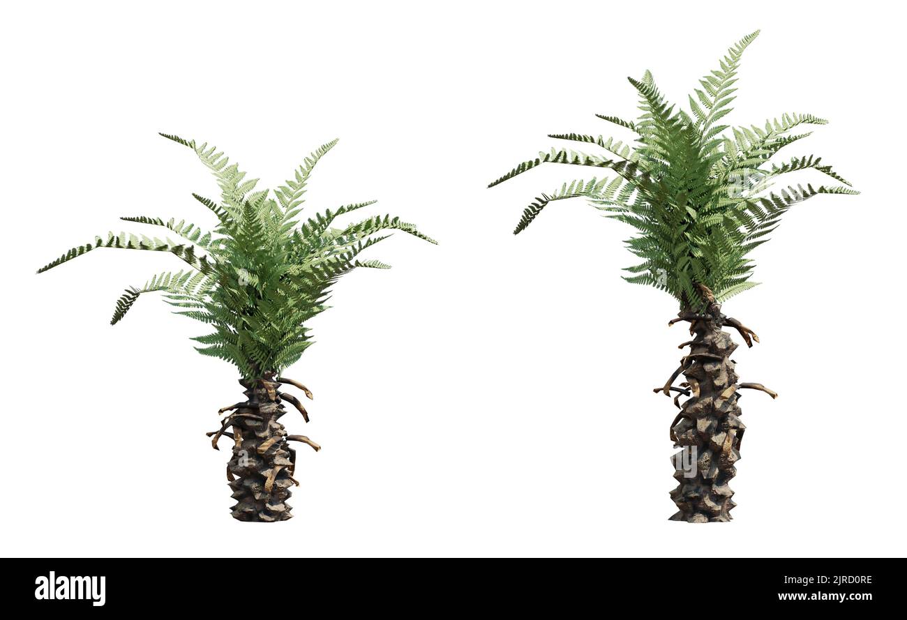 small tree ferns, exotic tropical plant isolated on white background Stock Photo