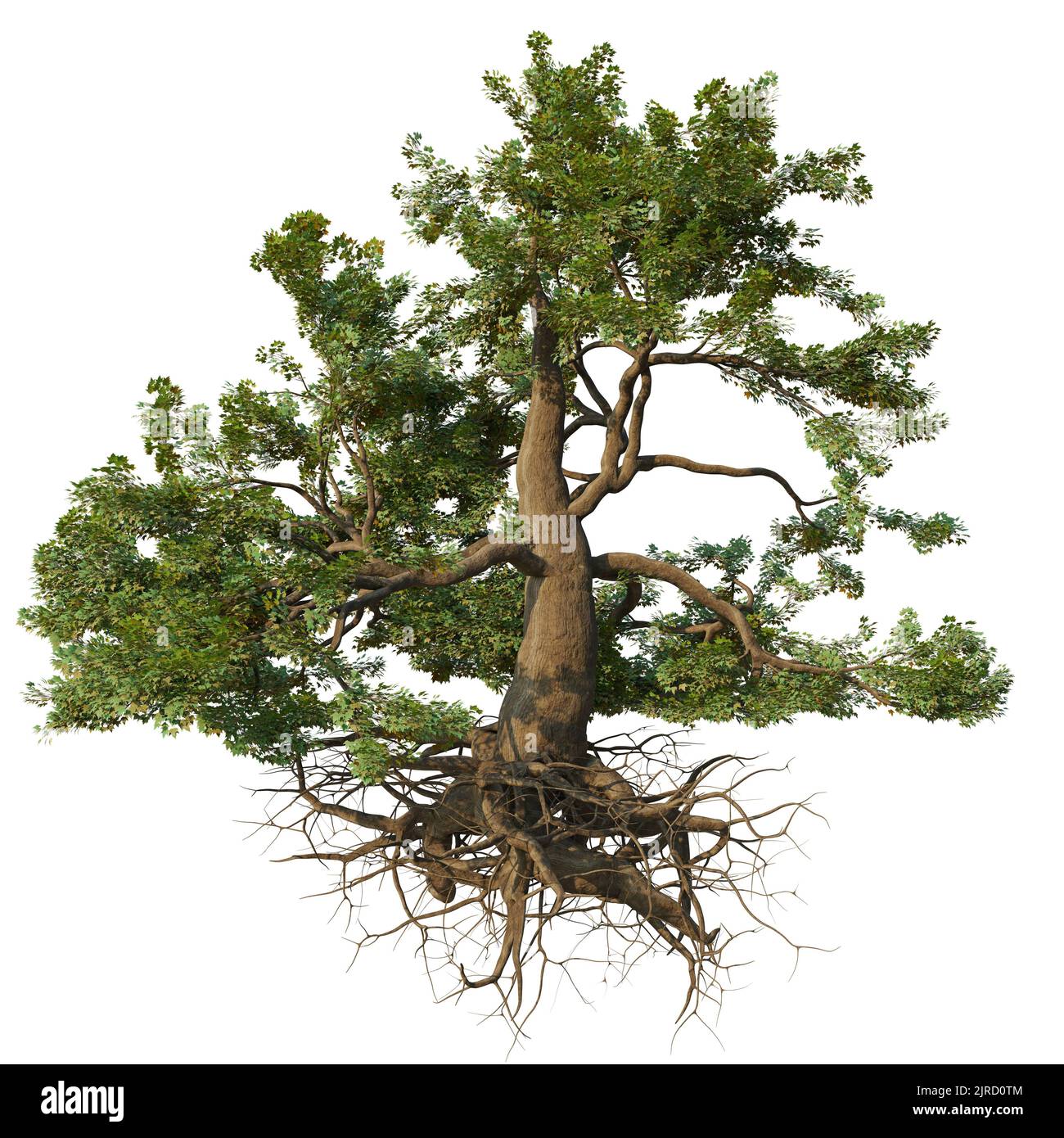 maple tree with roots isolated on white background Stock Photo Alamy