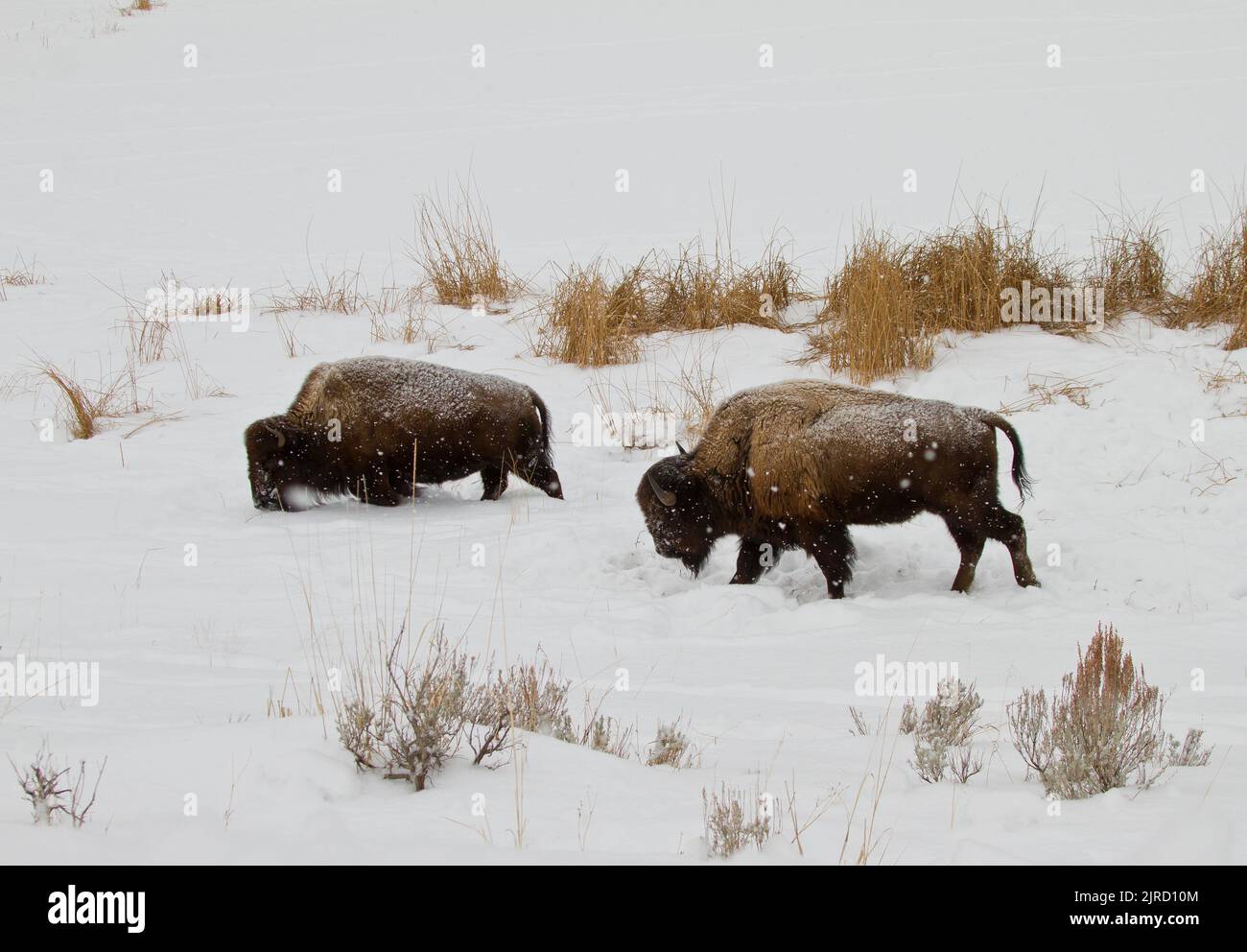 American Bison (Bison bison) browsing in the snow Stock Photo - Alamy