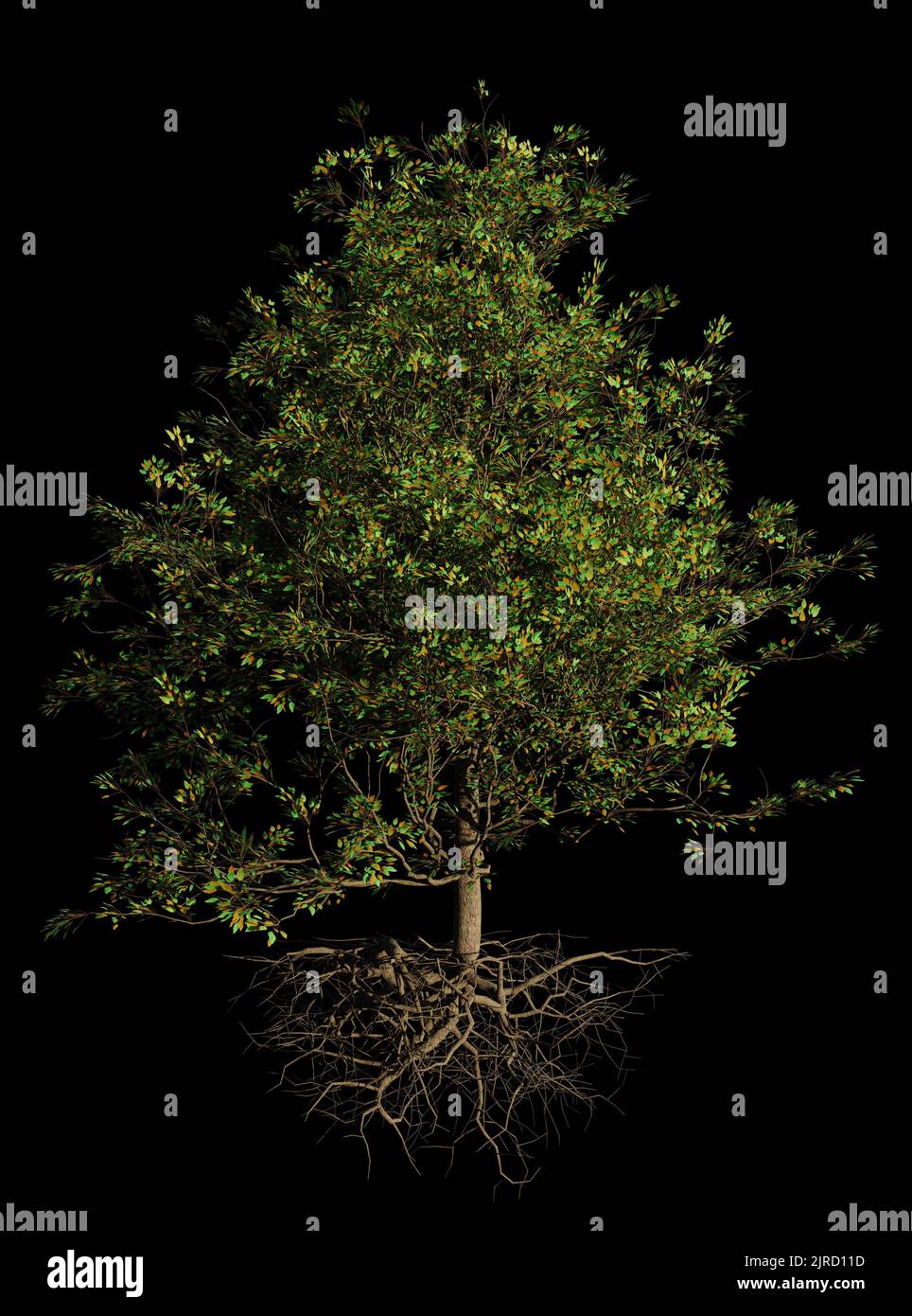 bushy tree with roots, isolated on black background Stock Photo