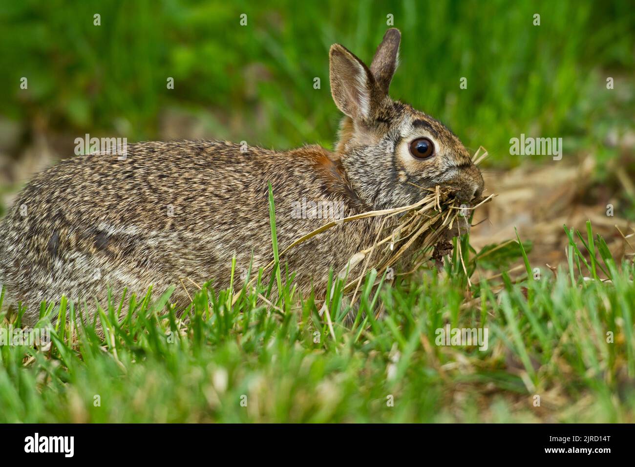 Eastern Cottontail Rabbit (Sylvilagus floridanus) with mouthful of dry