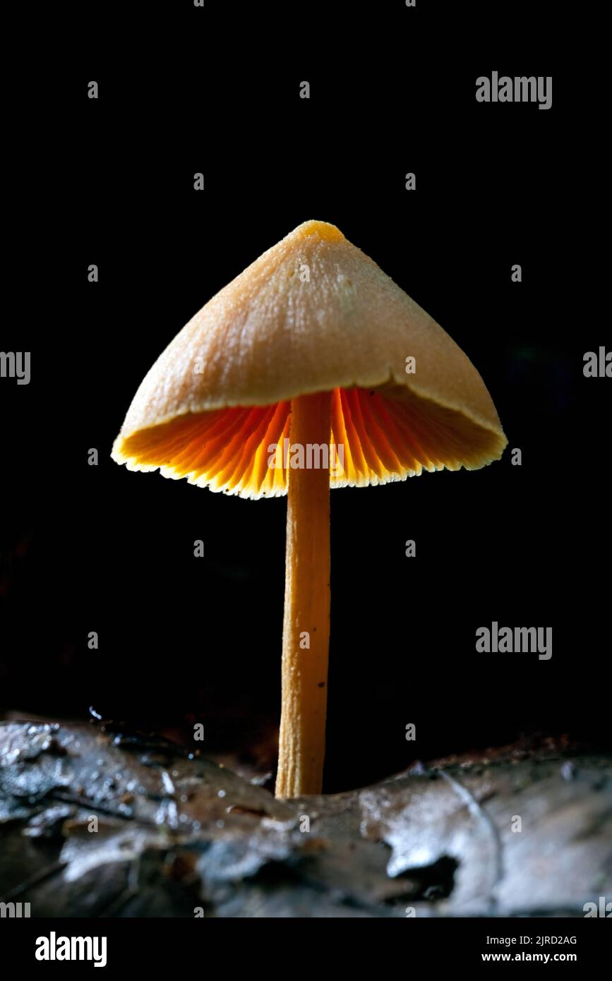 Backlit gilled mushroom species - DuPont State Recreational Forest - Cedar Mountain, near Brevard, North Carolina, USA Stock Photo