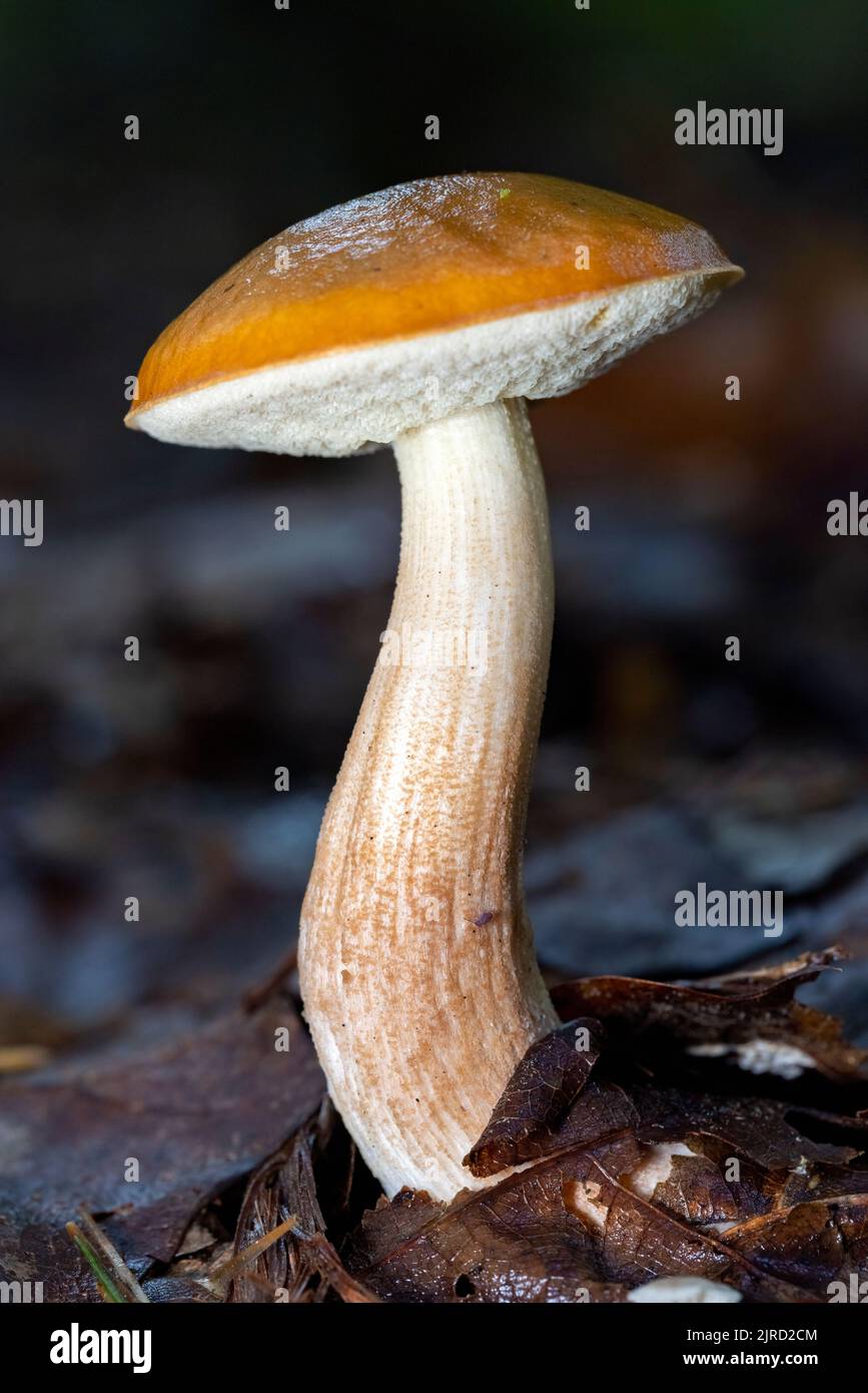 Species of bolete mushroom - DuPont State Recreational Forest - Cedar Mountain, near Brevard, North Carolina, USA Stock Photo