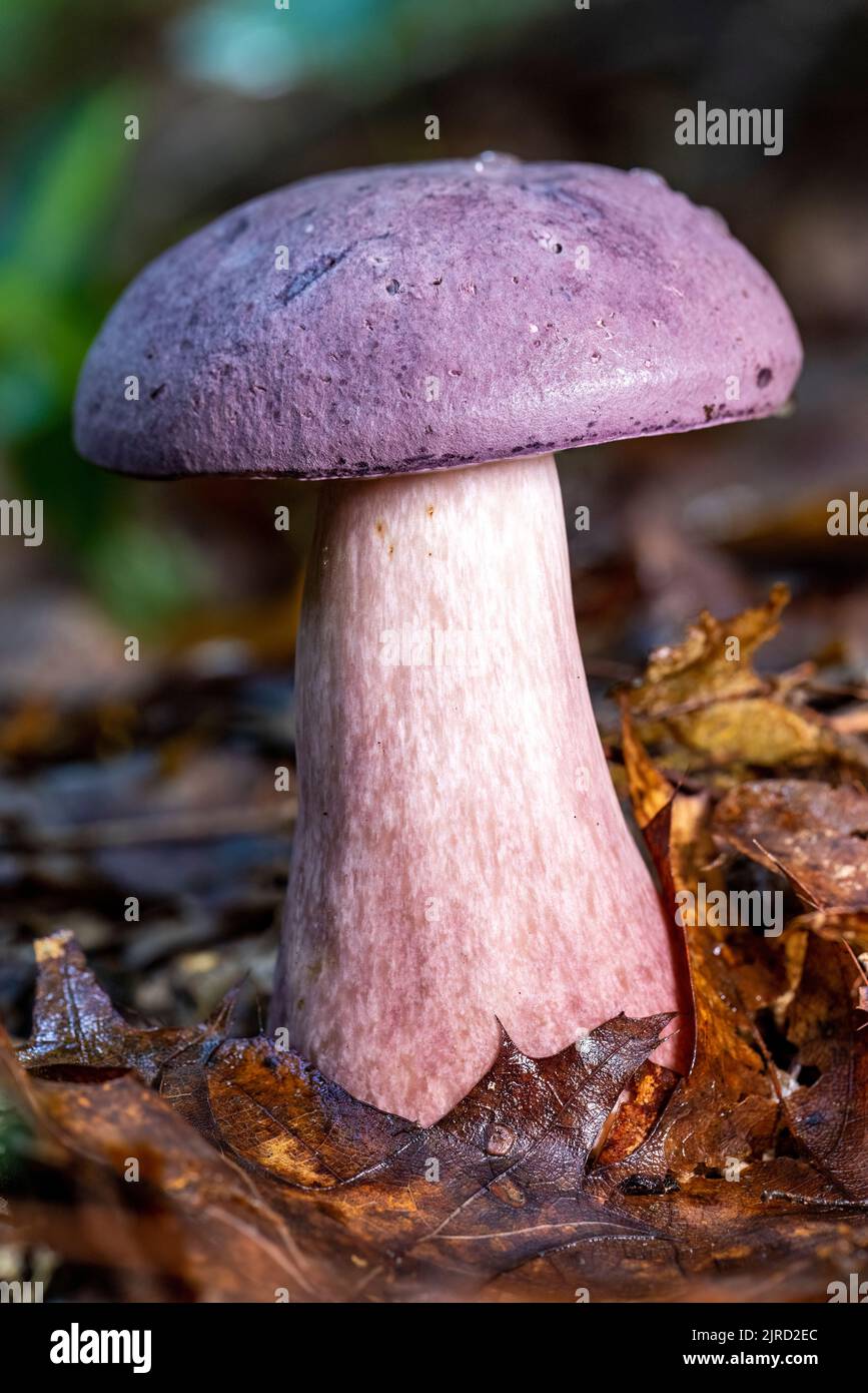 Species of bolete mushroom - DuPont State Recreational Forest - Cedar Mountain, near Brevard, North Carolina, USA Stock Photo