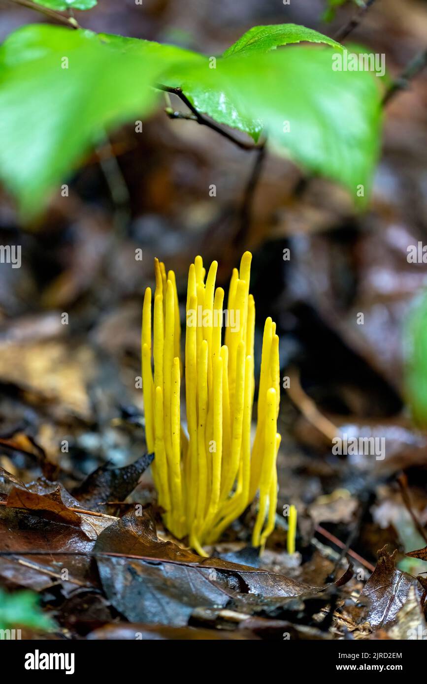 Golden Spindles (Clavulinopsis fusiformis) species of coral fungus - DuPont State Recreational Forest - Cedar Mountain, near Brevard, North Carolina, Stock Photo