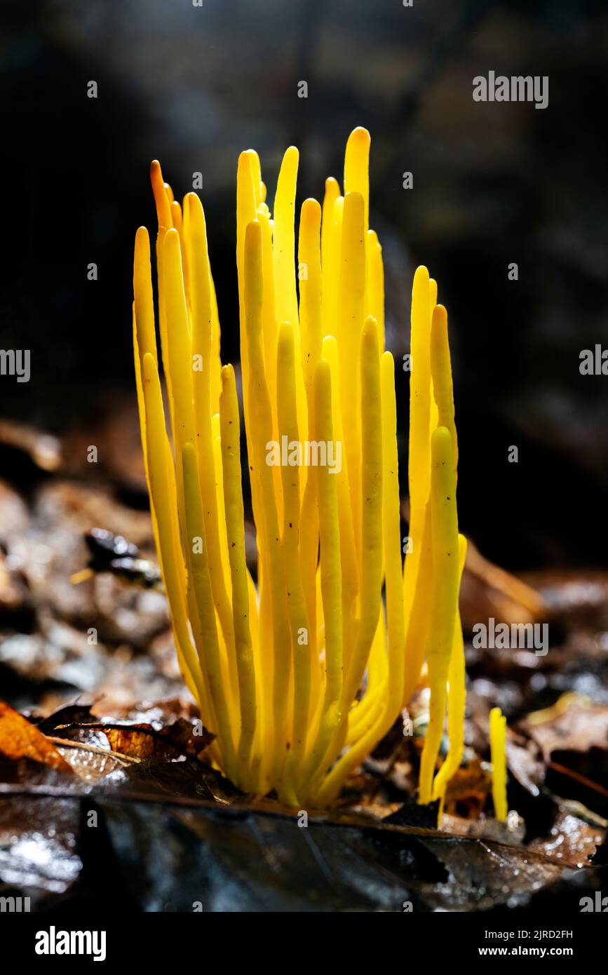 Golden Spindles (Clavulinopsis fusiformis) species of coral fungus - DuPont State Recreational Forest - Cedar Mountain, near Brevard, North Carolina, Stock Photo