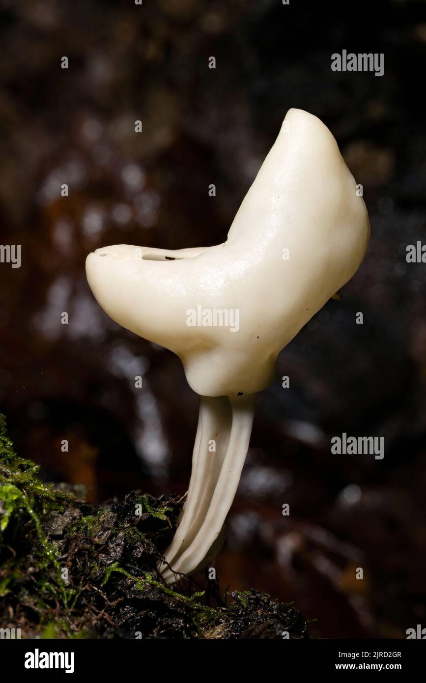 White saddle fungi or elfin saddle (Helvella sp.) - DuPont State Recreational Forest - Cedar Mountain, near Brevard, North Carolina, USA Stock Photo