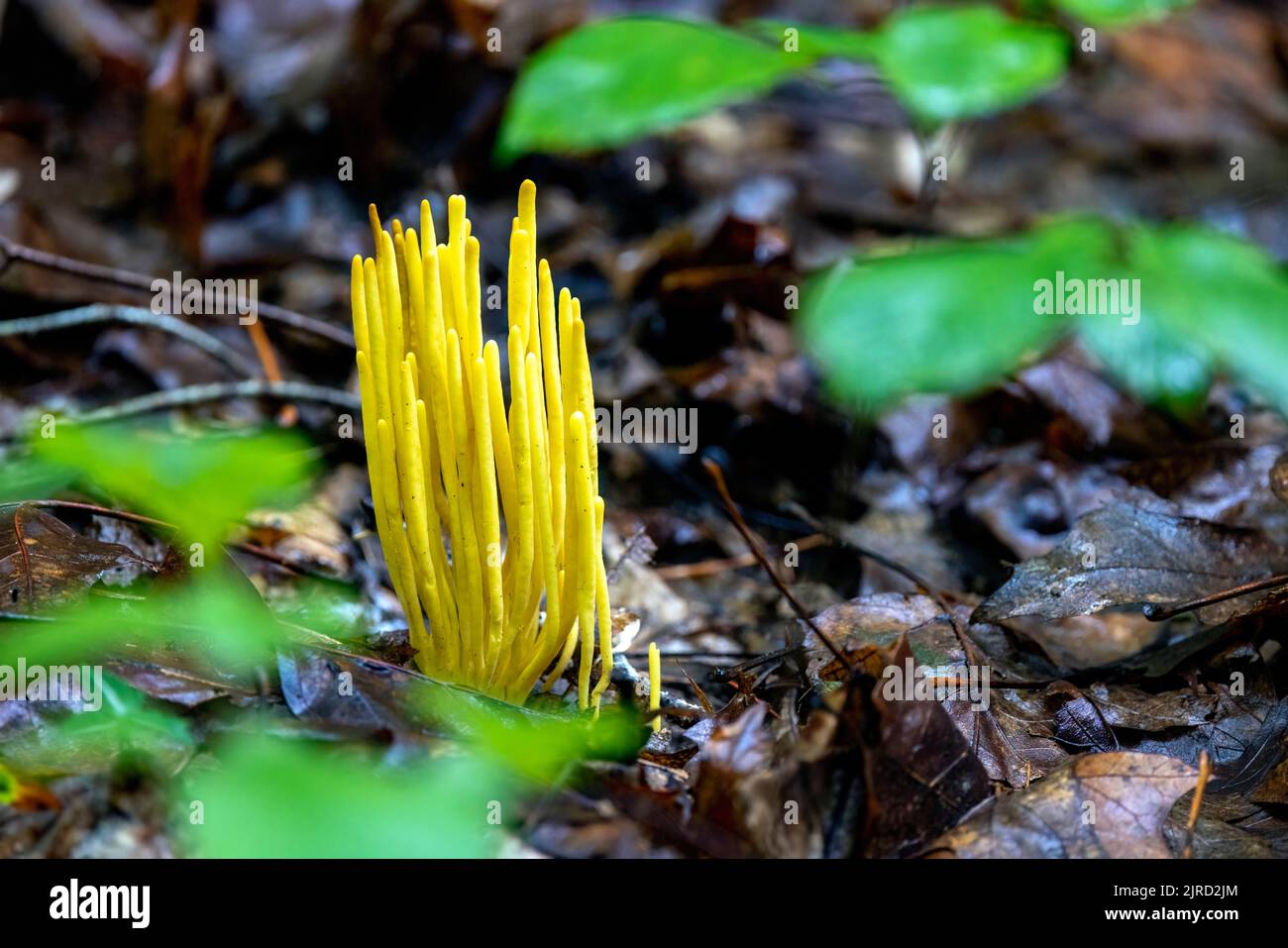 Golden Spindles (Clavulinopsis fusiformis) species of coral fungus - DuPont State Recreational Forest - Cedar Mountain, near Brevard, North Carolina, Stock Photo
