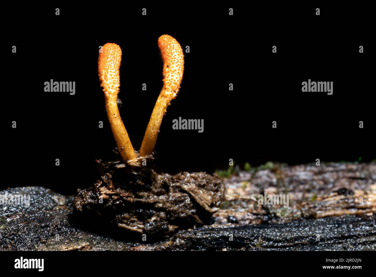 Cordyceps militaris (Scarlet Caterpillar Club) fungi - DuPont State Recreational Forest - Cedar Mountain, near Brevard, North Carolina, USA Stock Photo