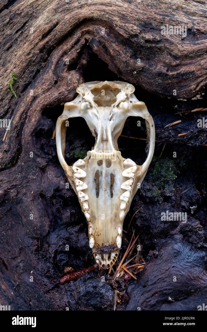 Scary looking skull of a Virginia opossum (Didelphis virginiana) - North Carolina, USA Stock Photo