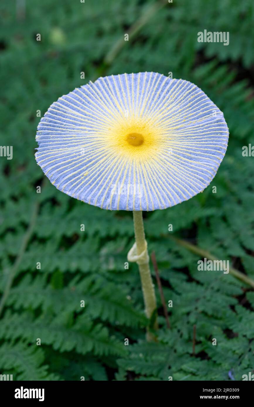 Fragile Dapperling Fungi (leucocoprinus fragilissimus) - Brevard, North Carolina, USA Stock Photo